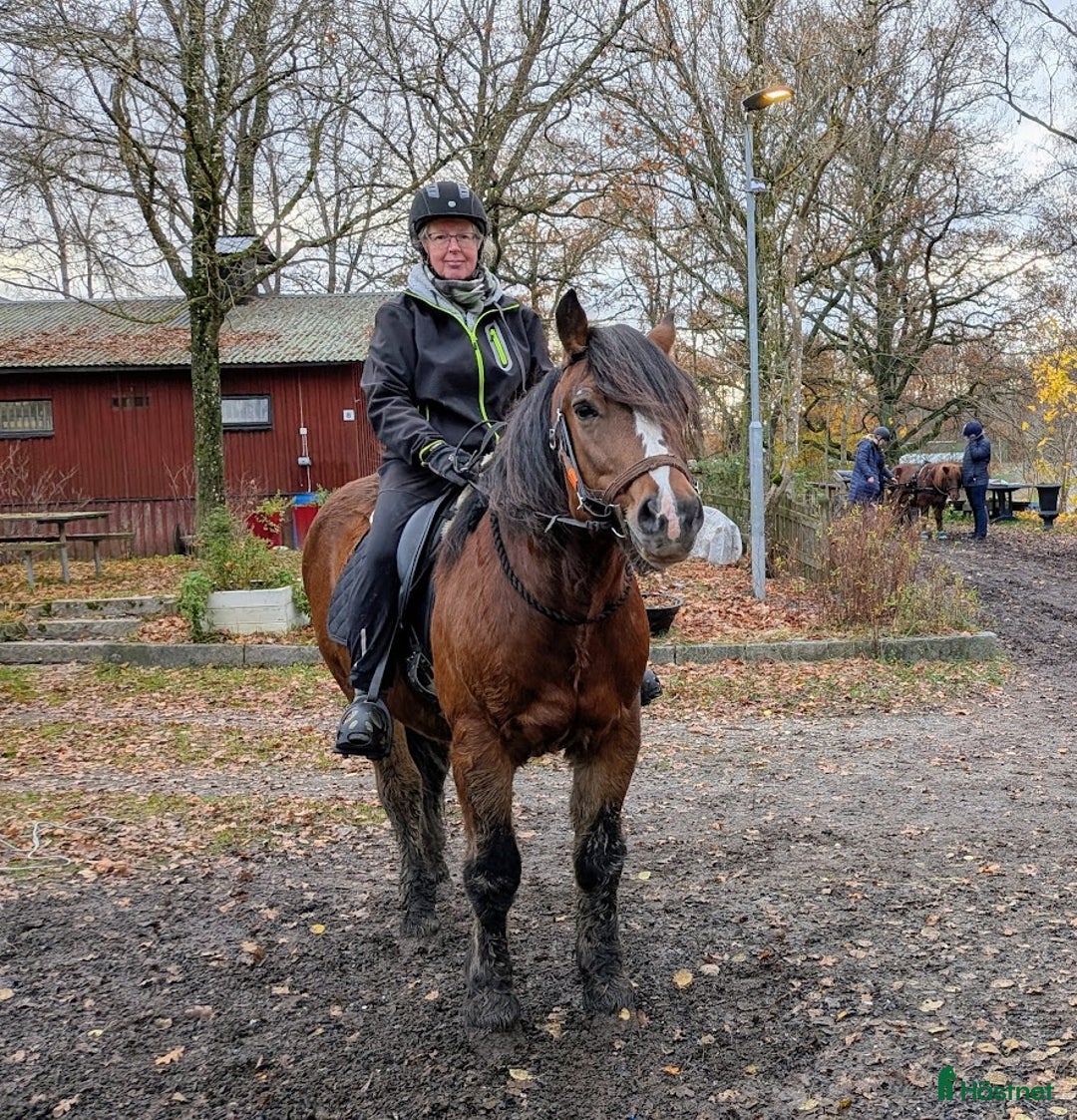Allround hästar till salu: Norskt kallblod i Spånga - Annons 2