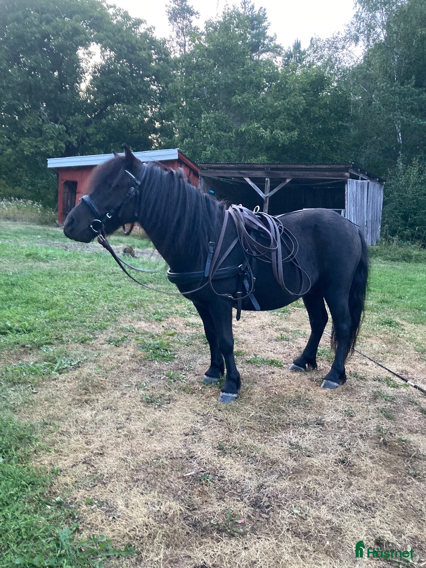  hästar Gudomligt snäll shettisvalack - Annons 6