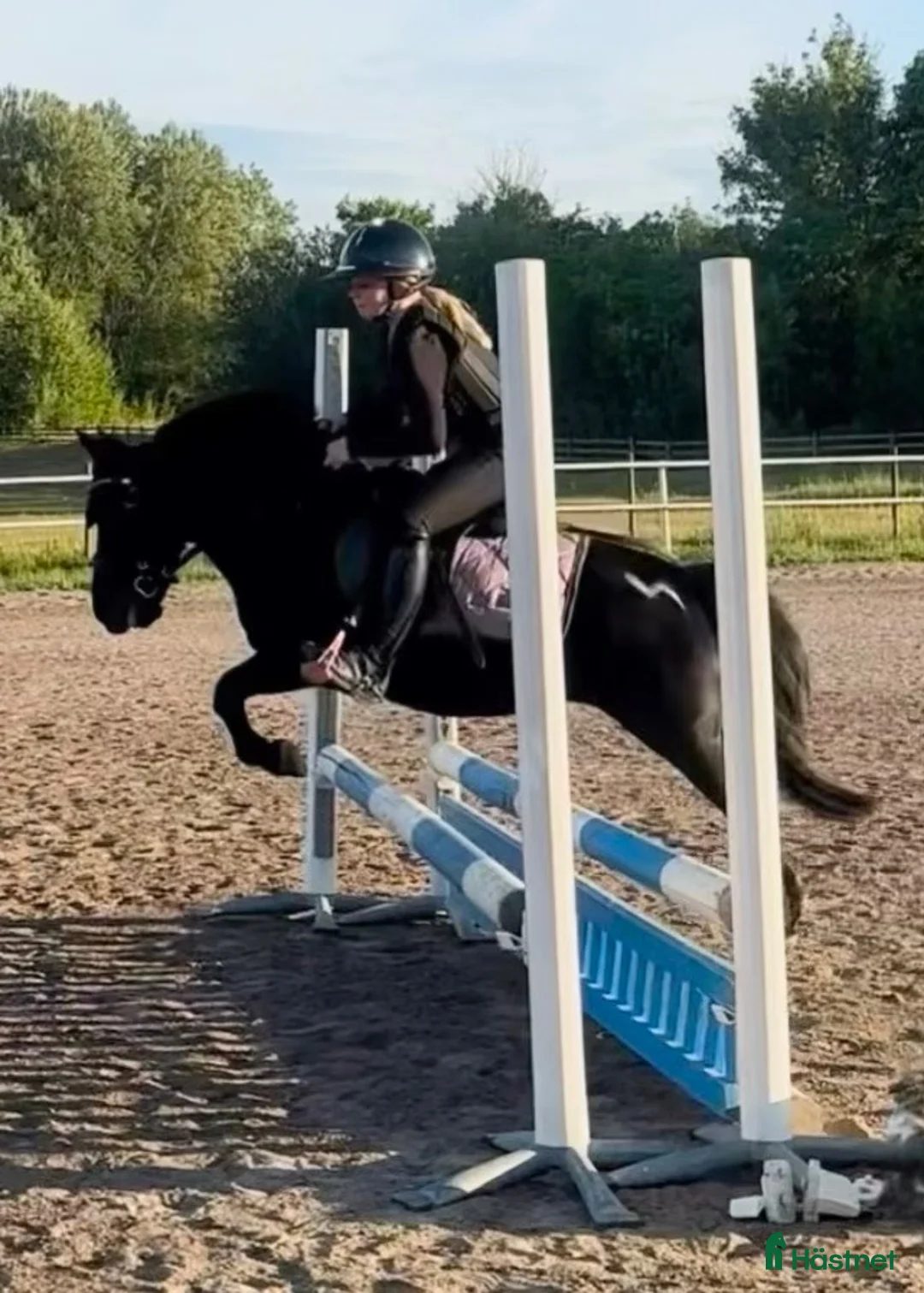 Allround hästar till salu: Världens bästa shettis - Annons 2