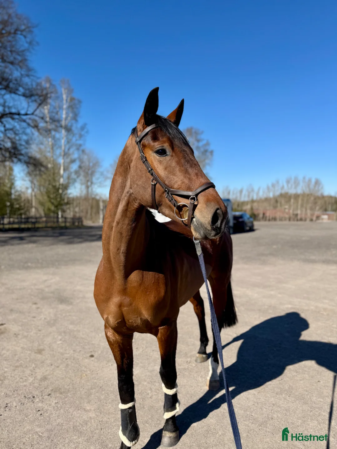 Dressyr hästar till salu: Fynda unghäst! - Annons 2