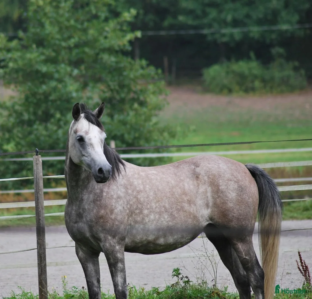Allround hästar till salu: Hel Polskt Arabsto med fin stam - Annons 2