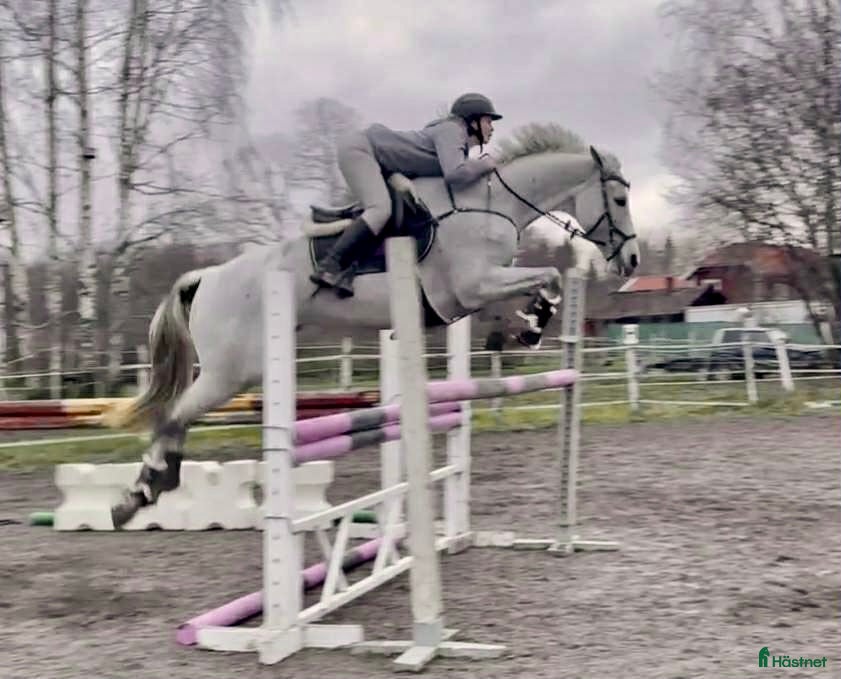  hästar Okomplicerad allroundhäst/verksamhet i Sala - Annons 5