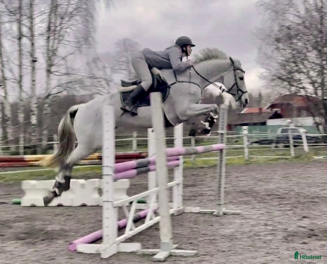 Allround hästar till salu: Okomplicerad allroundhäst/verksamhet i Sala - Annons 1