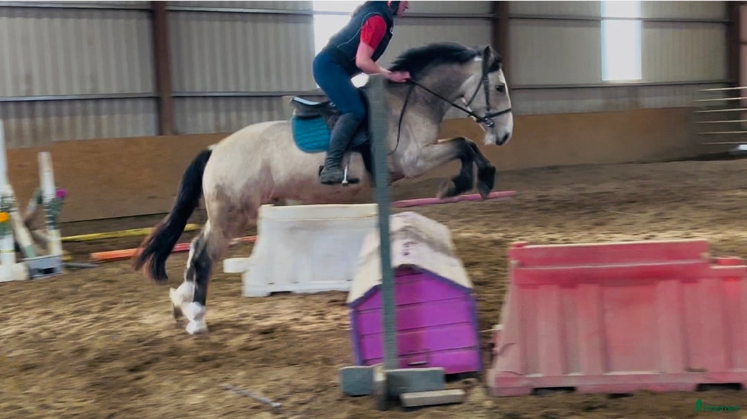 Allround hästar till salu: Gorgeous Dun Gelding i Ljungby - Annons 5