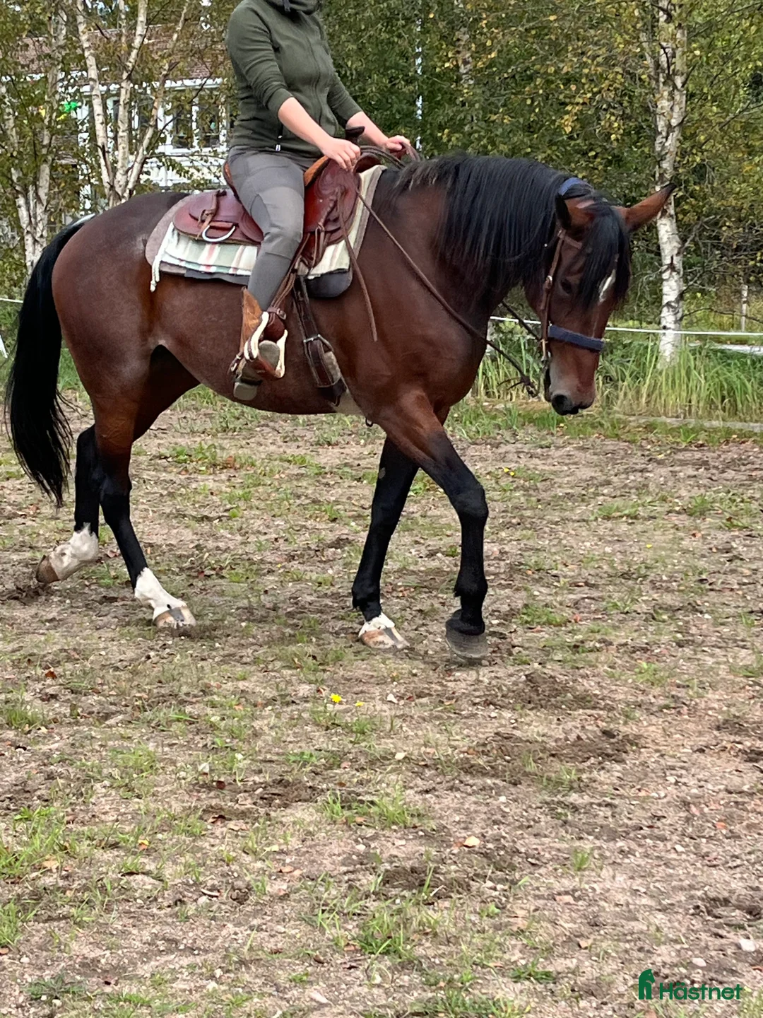  foderhäst finnes: Söker fodervärd  - Annons 2