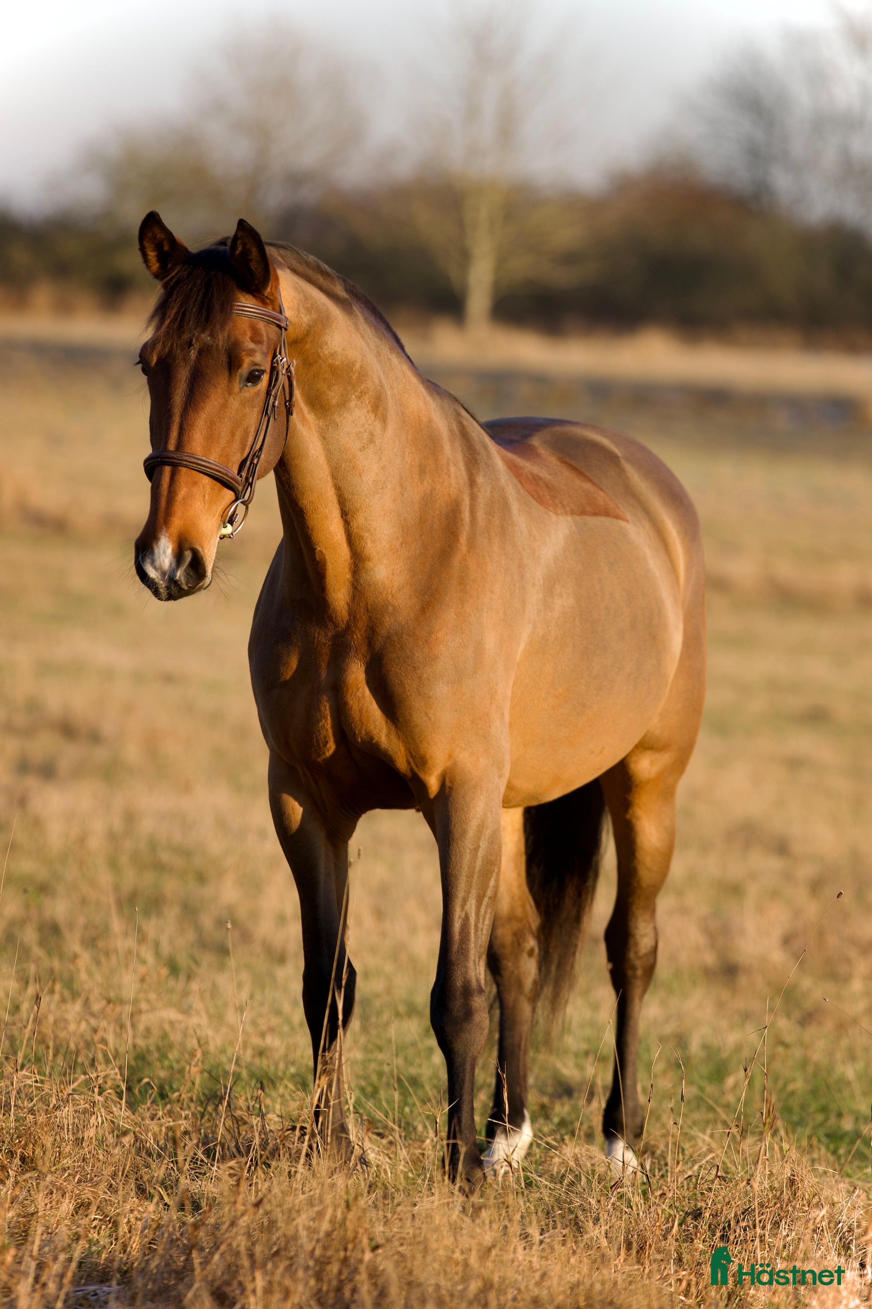  hästar TREVLIG ALLROUNDHÄST 🩷  i Helsingborg - Annons 8