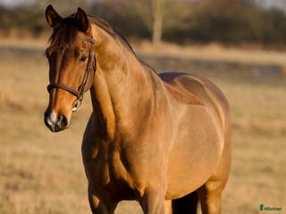 hästar TREVLIG ALLROUNDHÄST 🩷 i Helsingborg - Annons 10