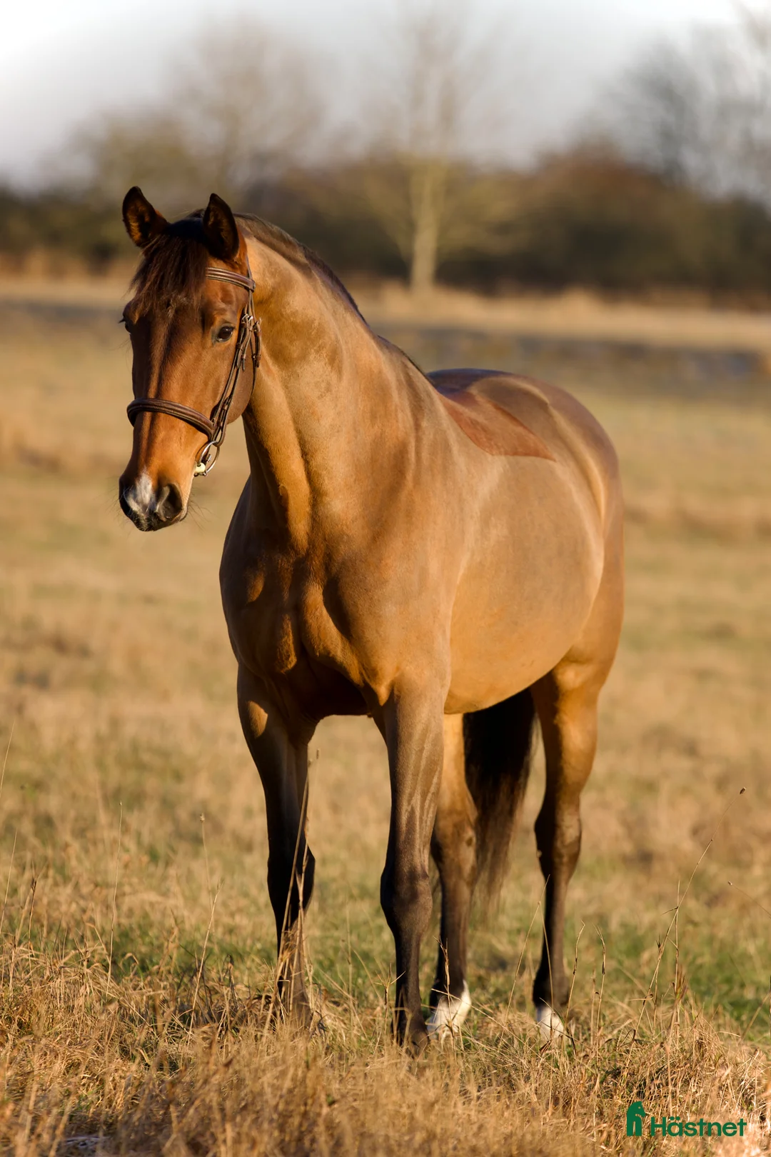 Allround hästar till salu: TREVLIG ALLROUNDHÄST 🩷  i Helsingborg - Annons 1