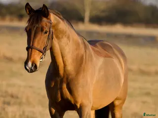 hästar TREVLIG ALLROUNDHÄST 🩷 i Helsingborg - Annons 8