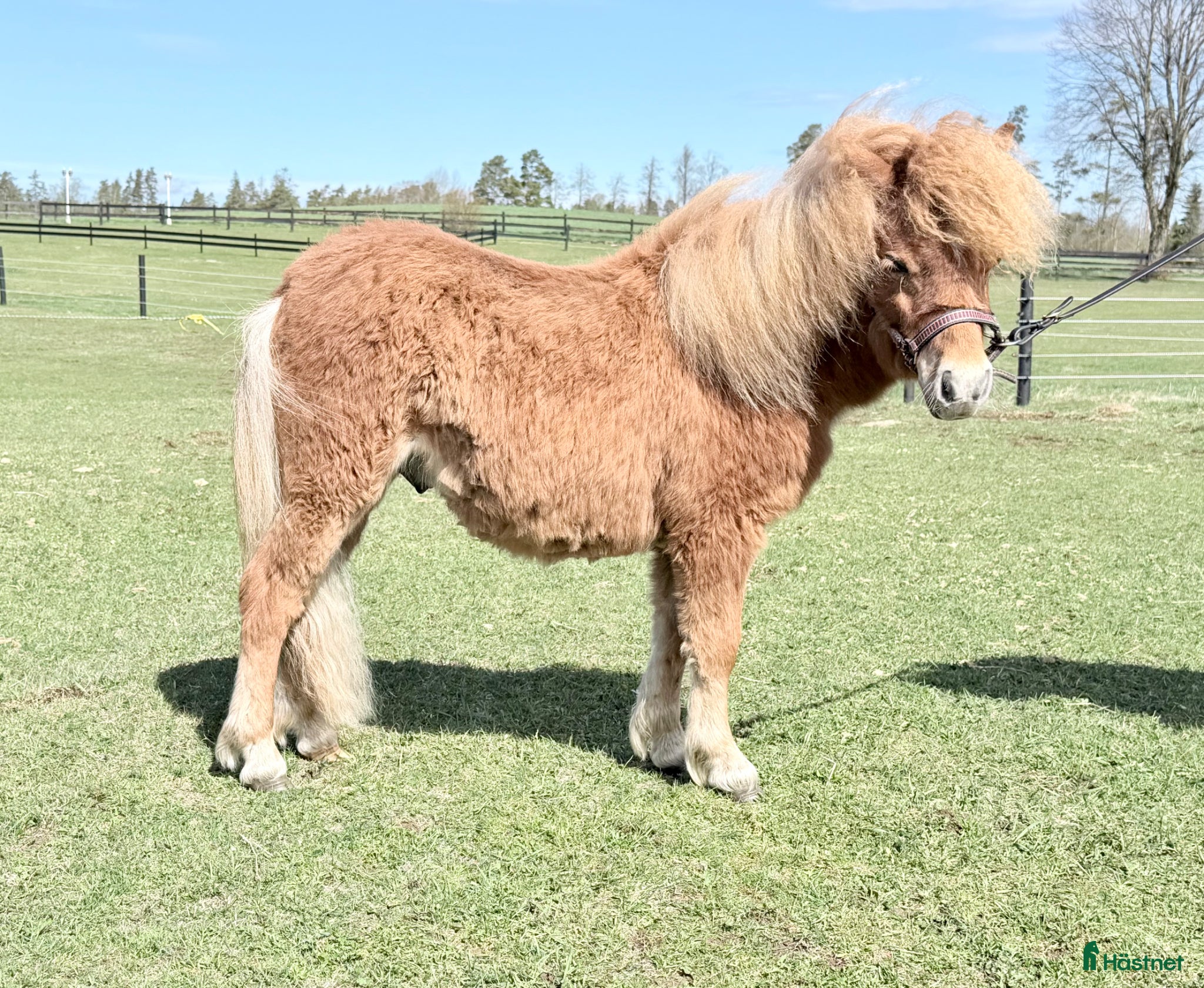  hästar Minishetland hingst  - Annons 8