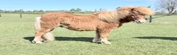 Allround hästar till salu: Minishetland hingst  - Annons 1