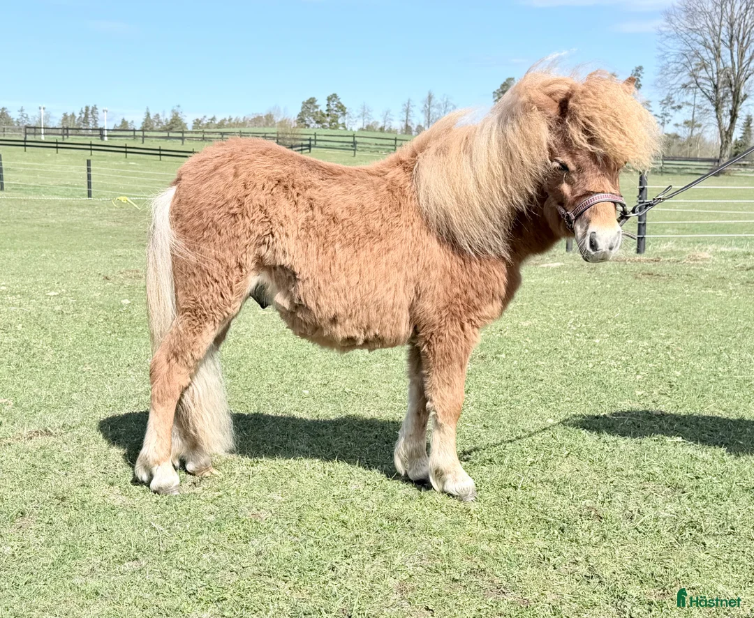 Allround hästar till salu: Minishetland hingst  - Annons 1