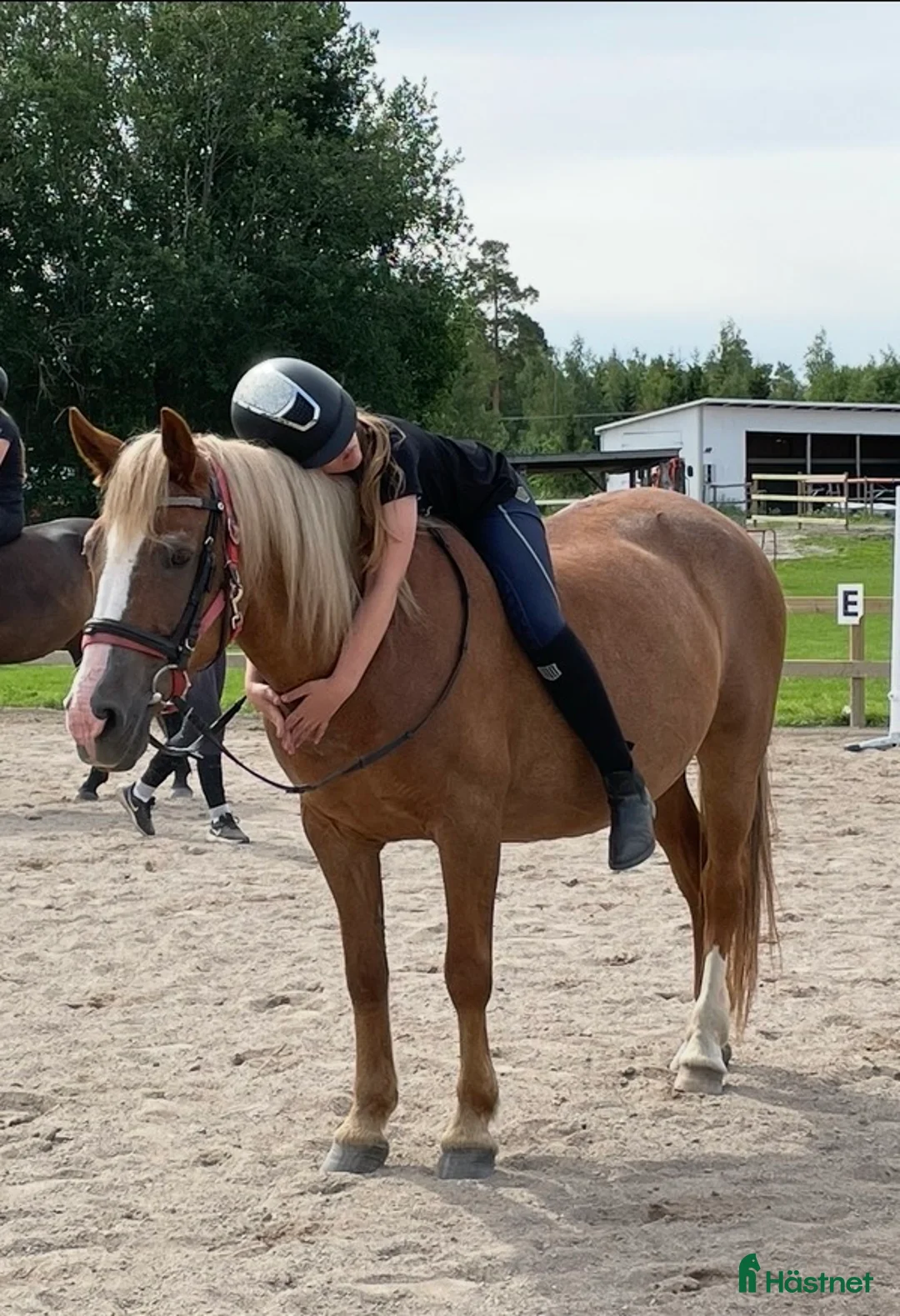  medryttarhäst sökes: Söker medryttarhäst i Vällingby - Annons 1