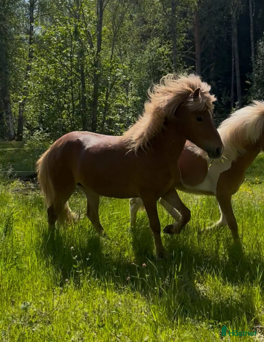 Island hästar till salu: Fjalar från Näset - Annons 4