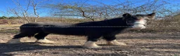 Allround hästar till salu: Tinker hingste plag  - Annons 1