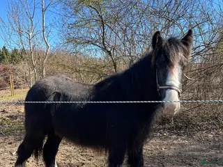 hästar Tinker hingste plag - Annons 3