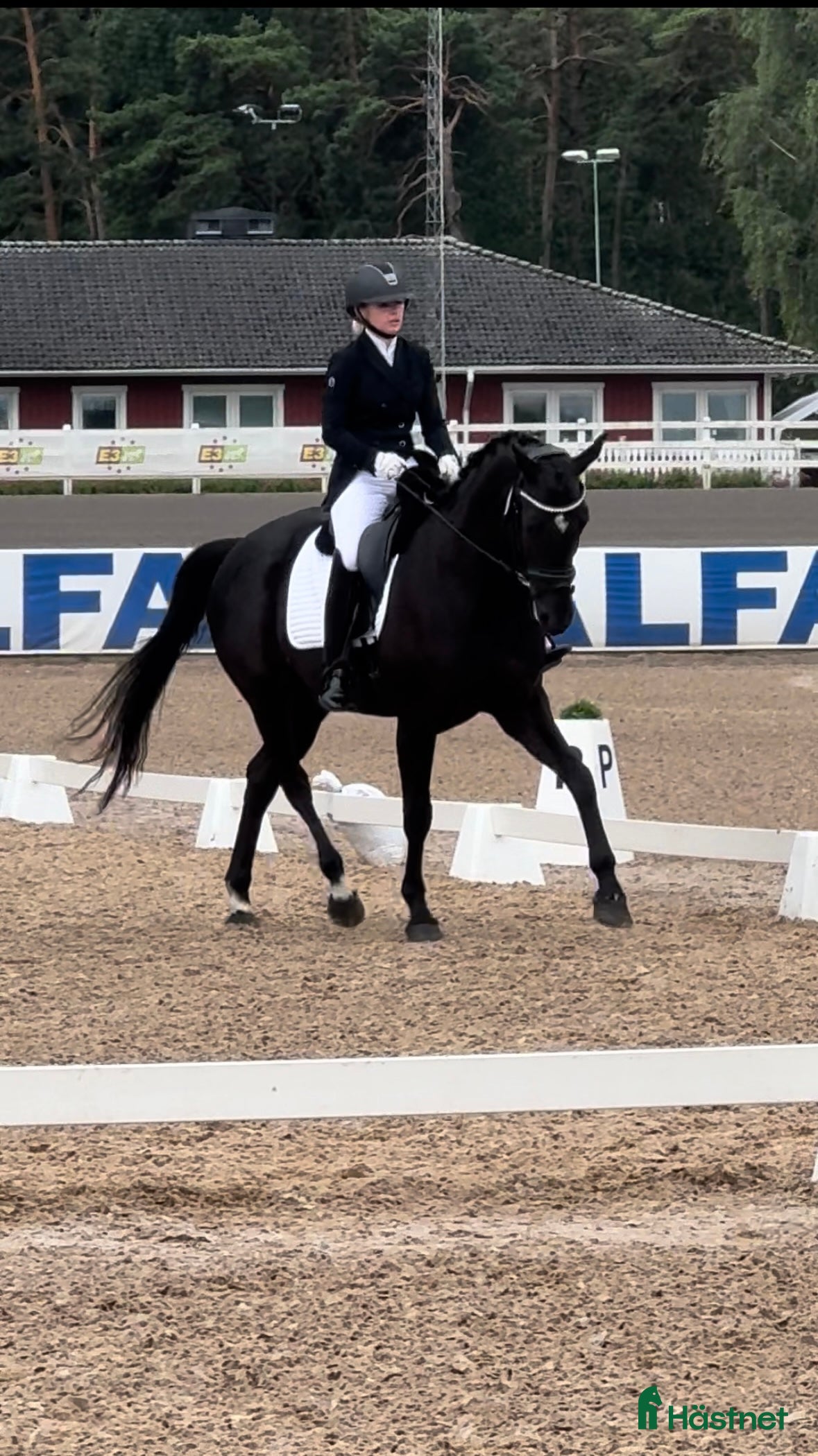  hästservice Tillridning och inridning av ponny i Stockholm 🌟 i Kista - Annons 22