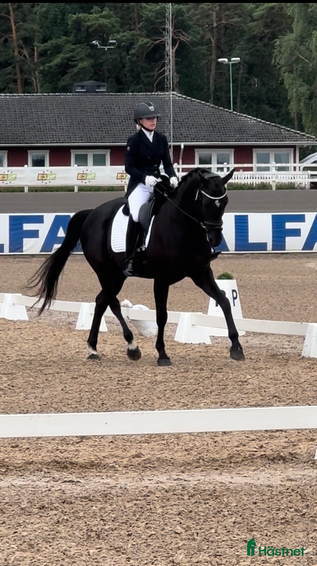  hästservice finnes: Tillridning och inridning av ponny i Stockholm 🌟 i Kista - Annons 1