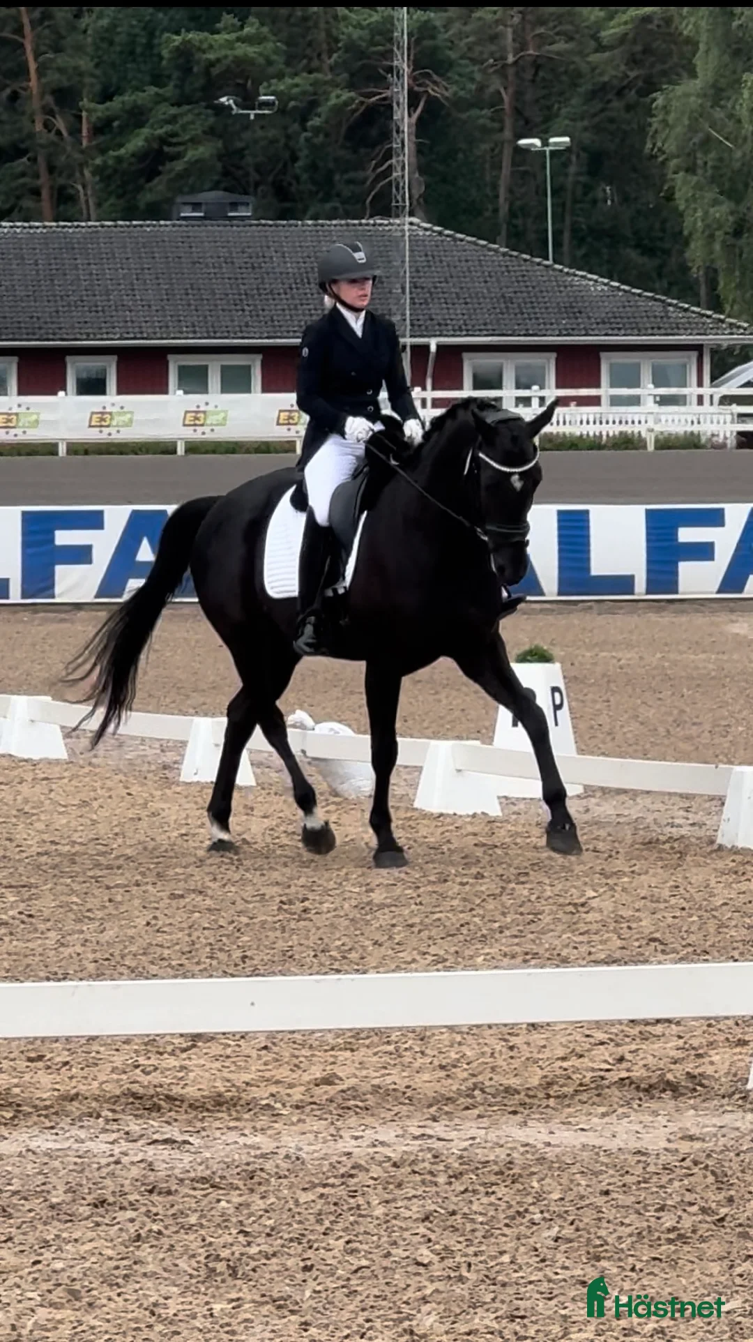 hästservice finnes: Tillridning och inridning av ponny i Stockholm 🌟 i Kista - Annons 1