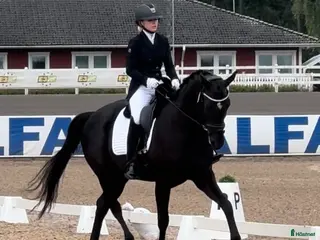 hästservice Tillridning och inridning av ponny i Stockholm 🌟 i Kista - Annons 1