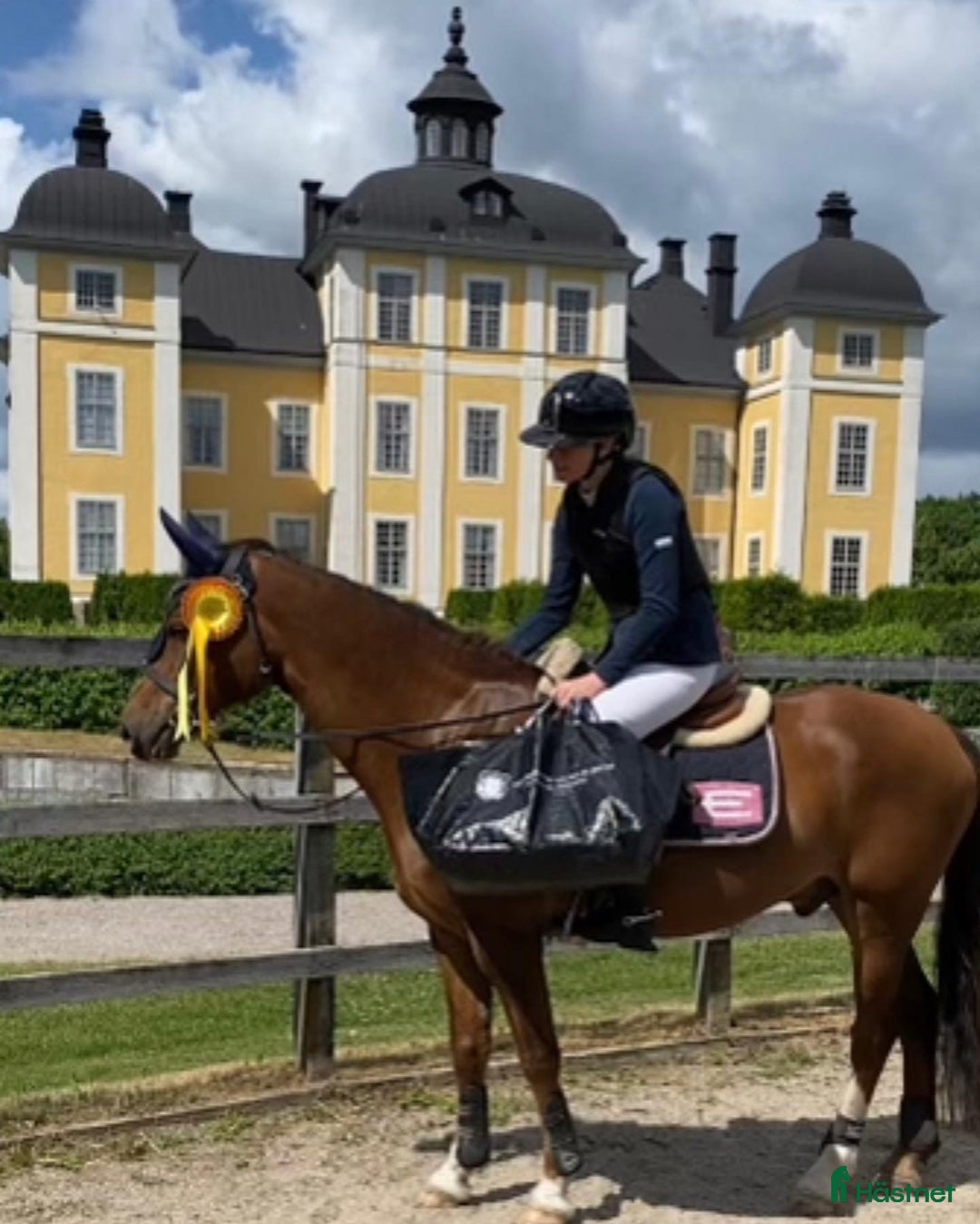 Allround hästar till salu: En på miljonen i Kumla - Annons 4