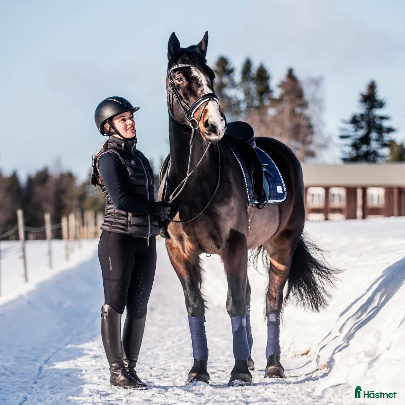  hästar sökes: Allroundkompis sökes - Annons 2