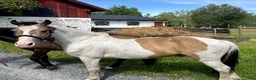Allround hästar till salu: Fin formbar B-ponny till salu  i Nora - Annons 3