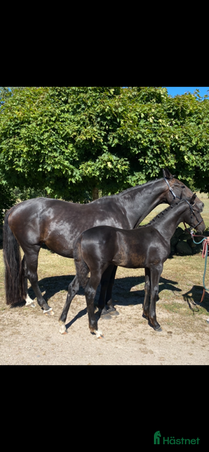  hästar Black week-erbjudande, Vackert premieföl i Sösdala - Annons 16