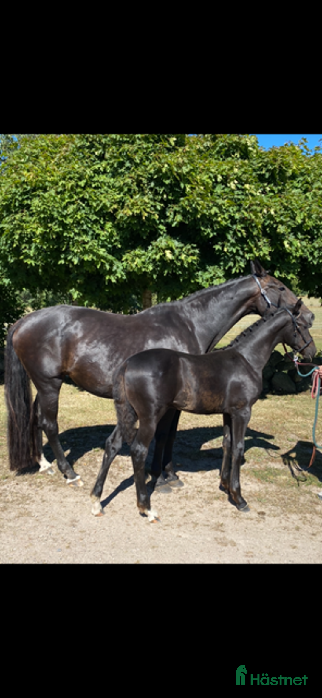 Dressyr hästar till salu: Black week-erbjudande, Vackert premieföl i Sösdala - Annons 1