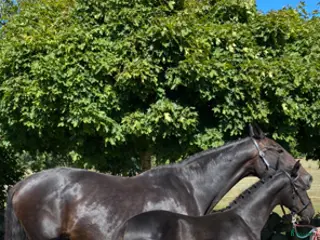 hästar Vackert premieföl med fina gångarter - Annons 16