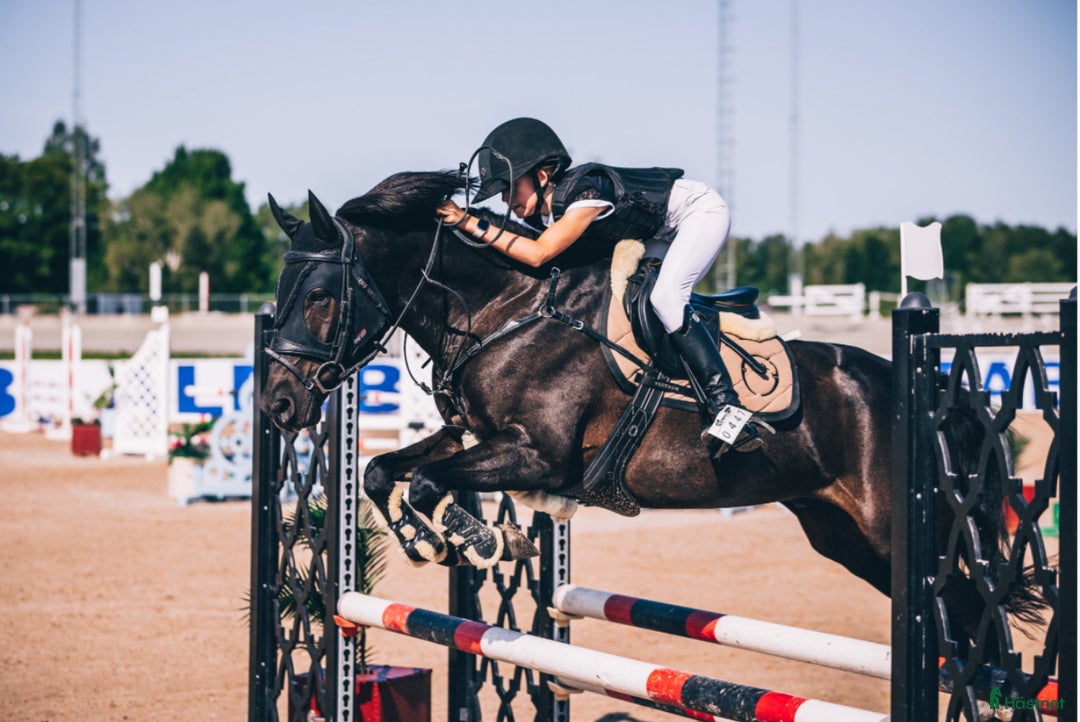 Hoppning hästar till salu: Fantastisk läromästare 🩵😇💫 i Åkersberga - Annons 1