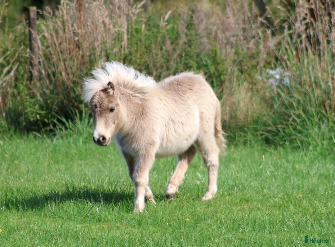 Avelshästar hästar till salu: shetlandspony Føl i Møldrup - Annons 3