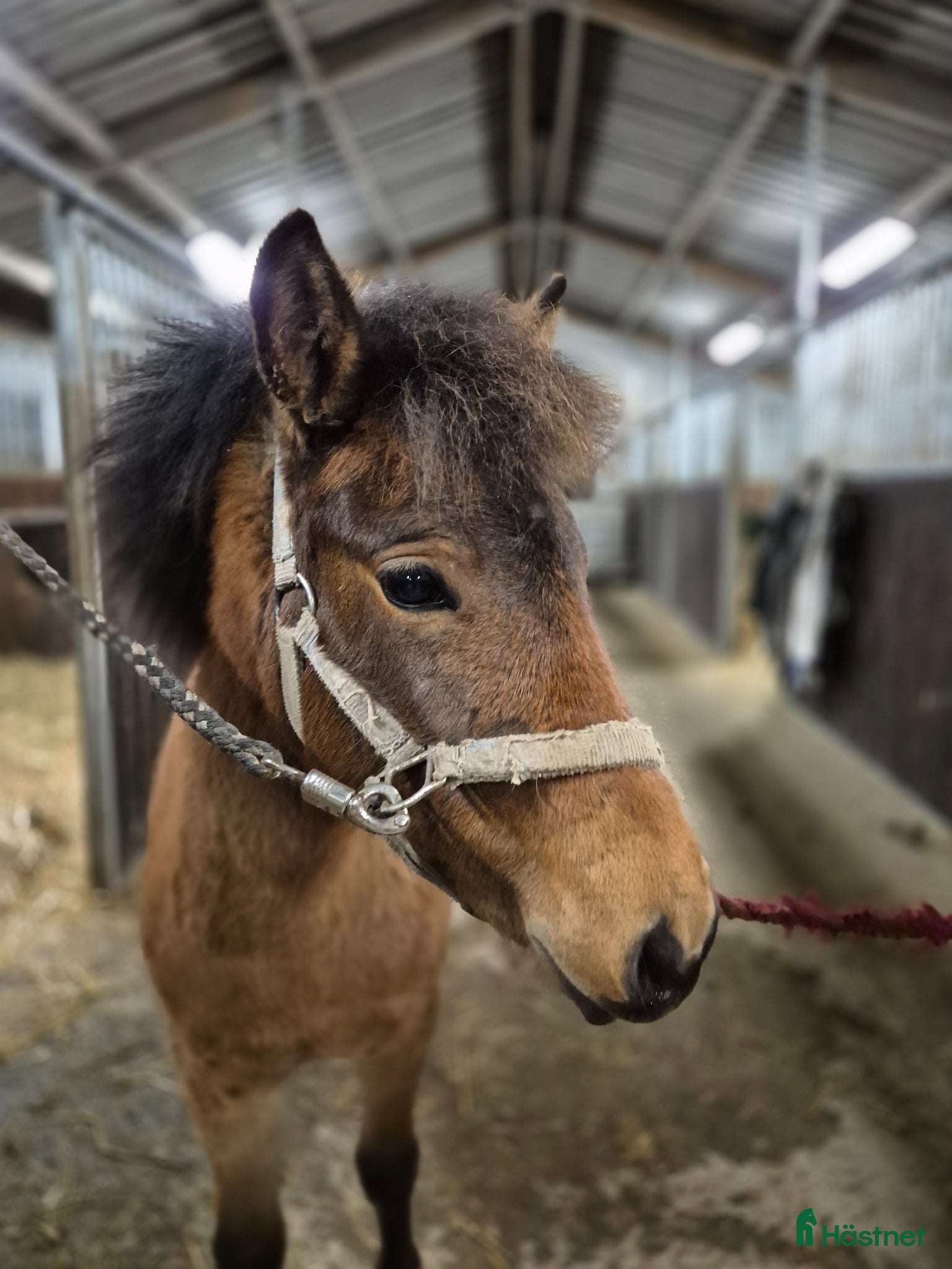  hästar Trevligt ungsto - Annons 10