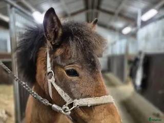 hästar Trevligt ungsto - Annons 10