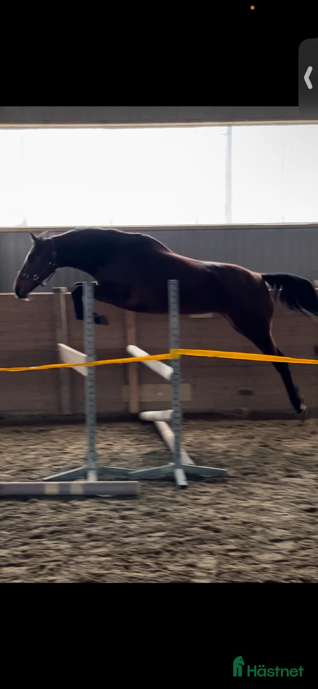 Allround hästar till salu: Tävling/lektion/mor o dotter - Annons 1