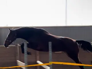 hästar Tävling/lektion/mor o dotter - Annons 15