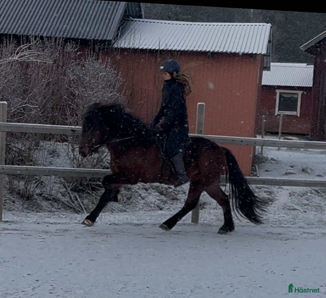 Island hästar till salu: Trevlig femgångssto/bra stam, Lind från Lindhof  i Gimo - Annons 3