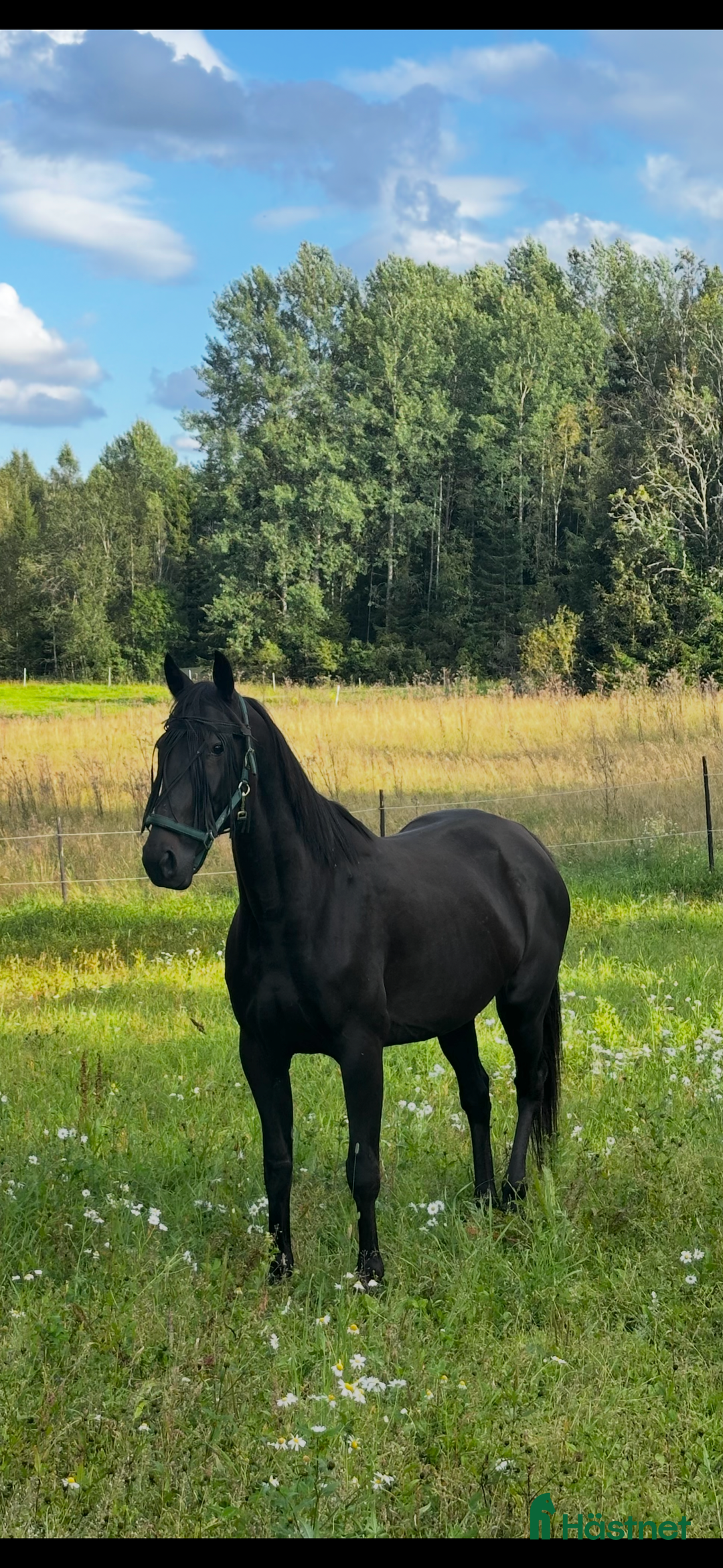 Allround hästar till salu: Ridtravare/ fölsto  i Kil - Annons 1