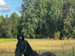 hästar Ridtravare/ fölsto i Kil - Annons 12