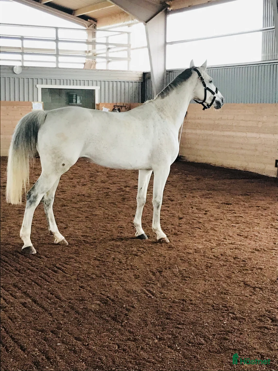 Övrigt hästar till salu: Fint Zangersheide sto i Vadstena - Annons 2