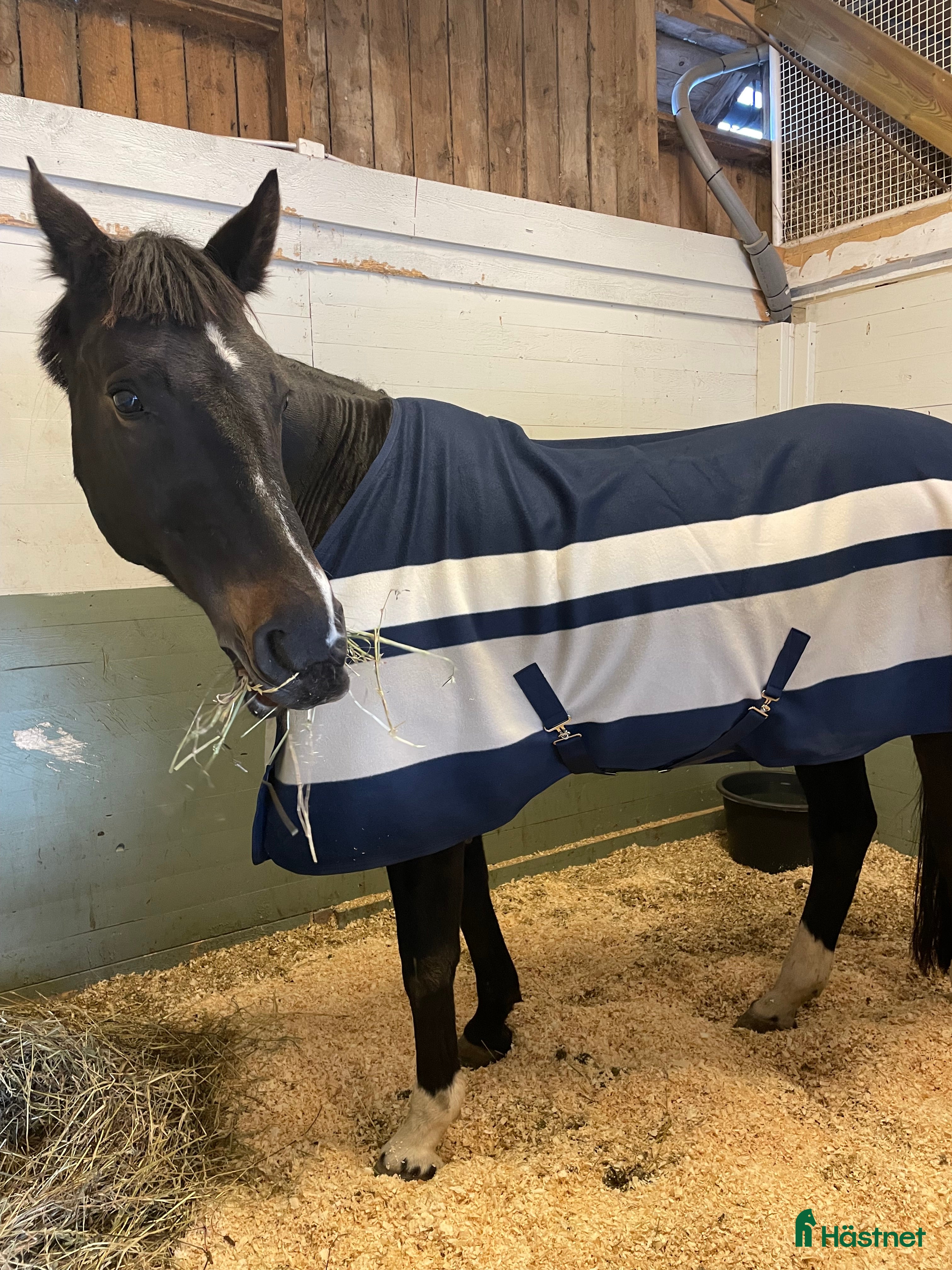  hästar Intressekoll sällskapshäst i Visby - Annons 4