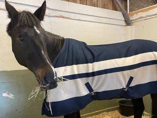 hästar Intressekoll sällskapshäst i Visby - Annons 14