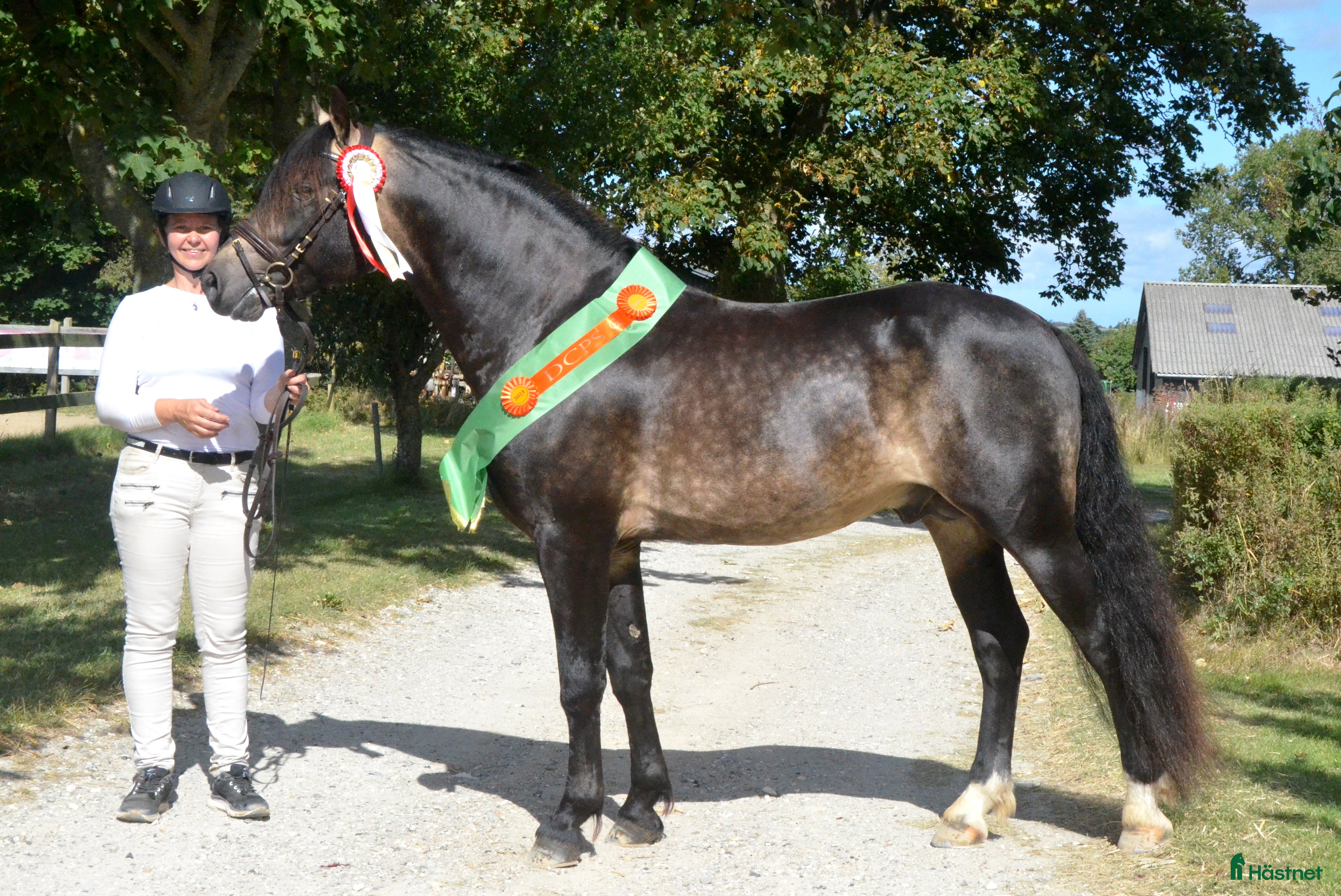 Hoppning hästar till salu: Samlings annons Stuteri CJ i Onslunda - Annons 2