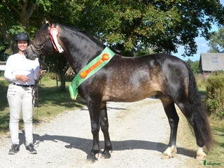 hästar Samlings annons Stuteri CJ i Onslunda - Annons 6