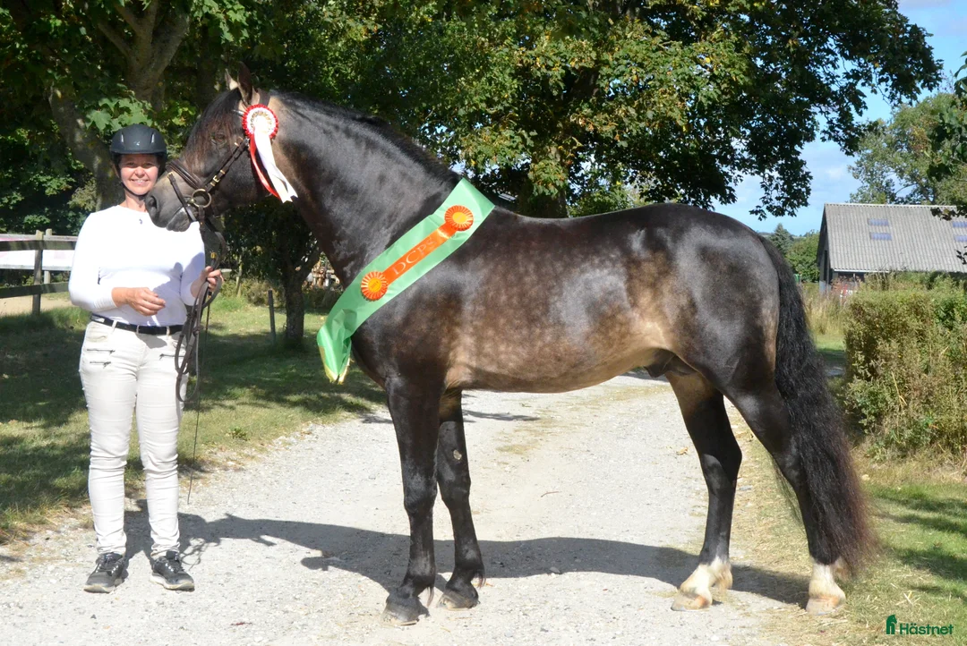 Hoppning hästar till salu: Samlings annons Stuteri CJ i Onslunda - Annons 1