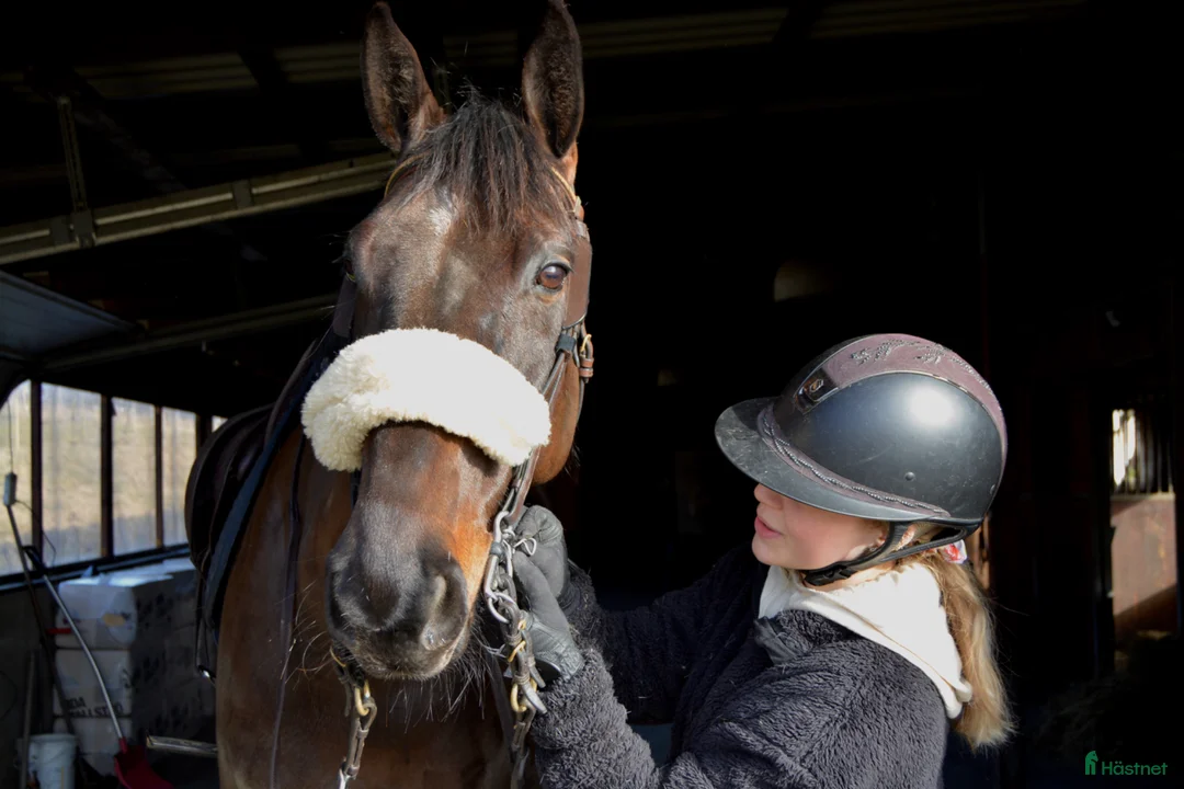 Allround hästar till salu: Lyxig allroundhäst - Annons 2