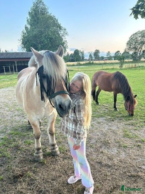  hästar Kärleksfullt hem söker B och C-ponny ❤️ - Annons 22