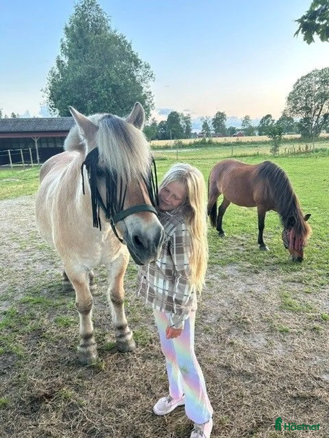 Allround hästar sökes: Kärleksfullt hem söker B och C-ponny ❤️ - Annons 1