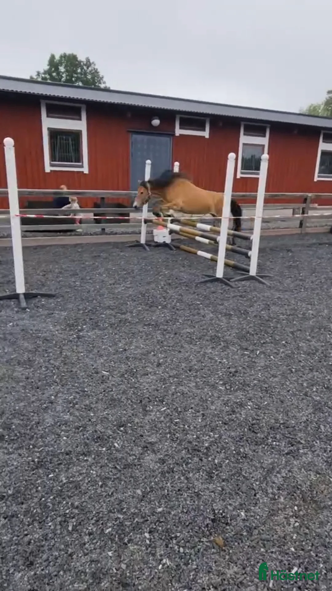 Allround hästar till salu: Russto f 2020 projekt/sällskap/avel i Gusum - Annons 3