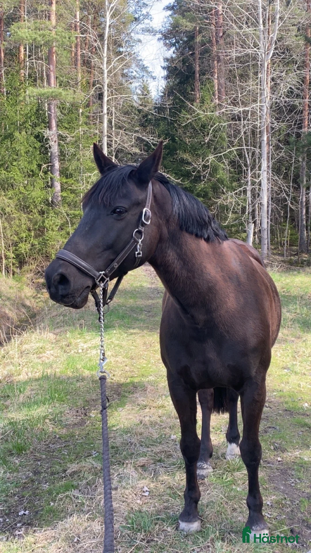 Allround hästar till salu: Läromästare för den tålmodige i Nyköping - Annons 5